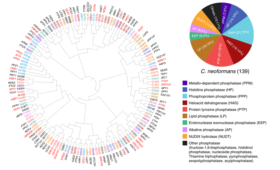 Cryptococcus neoformans Phosphatase Phenome Database