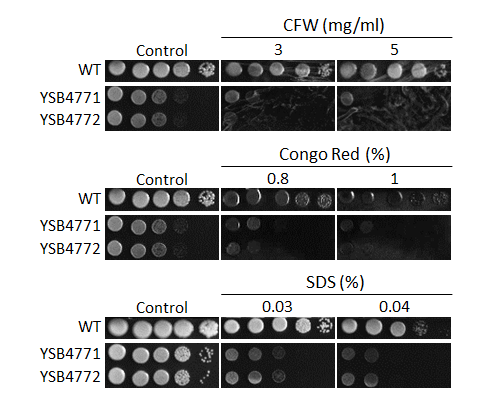 Cell wall stress phenotype
