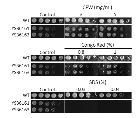 Cell wall stress phenotype