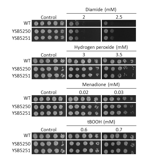 Oxidative stress phenotype