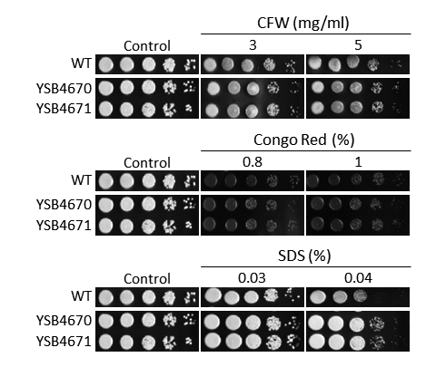 Cell wall stress phenotype