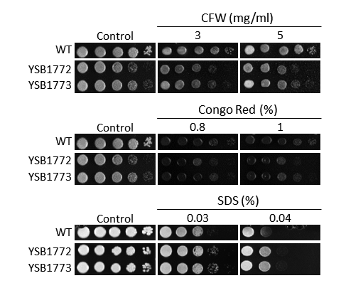 Cell wall stress phenotype