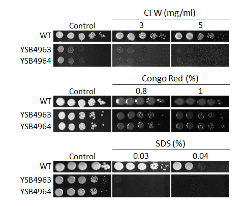 Cell wall stress phenotype
