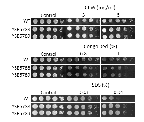 Cell wall stress phenotype