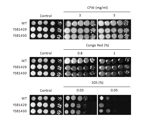 Cell wall stress phenotype