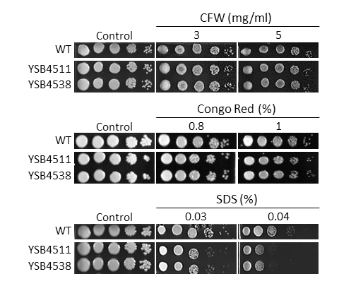 Cell wall stress phenotype
