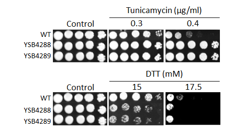 ER stress phenotype